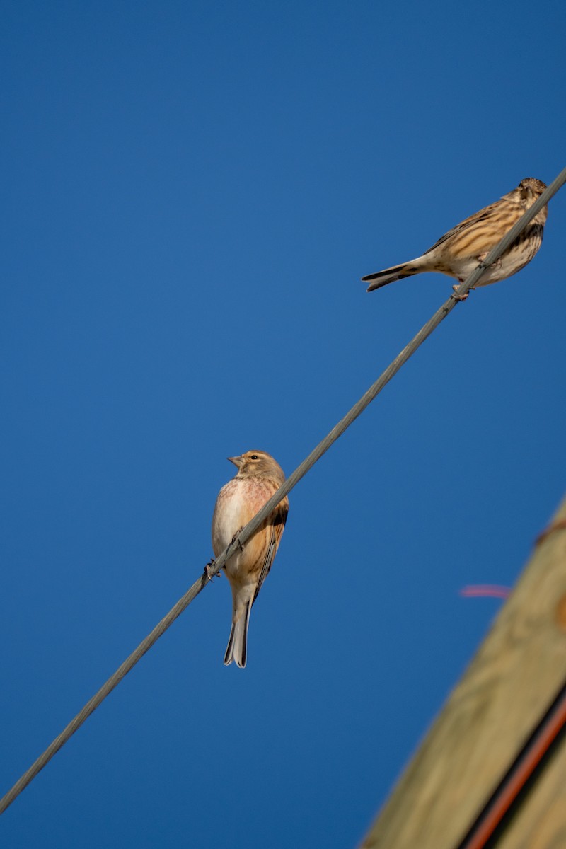 Fanello - ML646701353