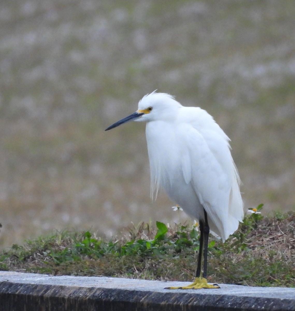 ユキコサギ - ML646701355