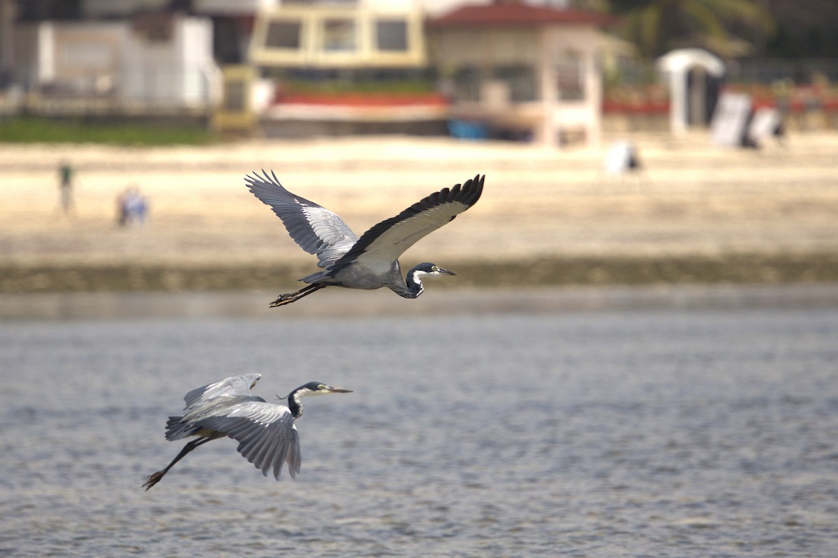 Héron mélanocéphale - ML646701357