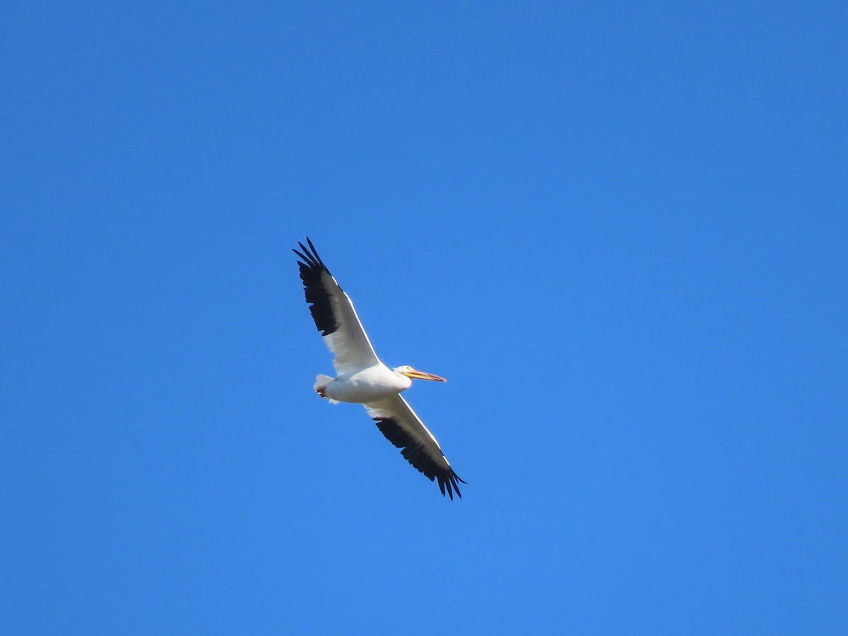 Nashornpelikan - ML646701360