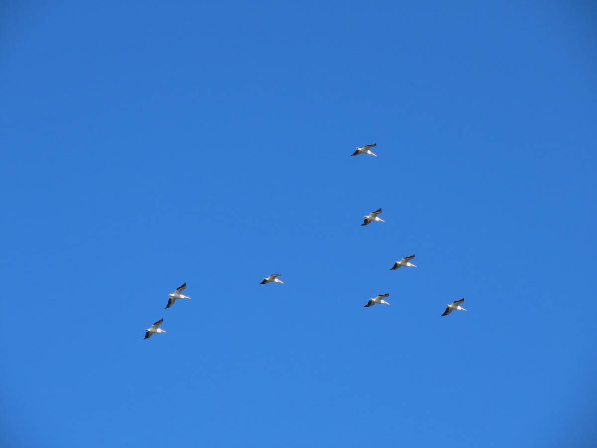 Nashornpelikan - ML646701361