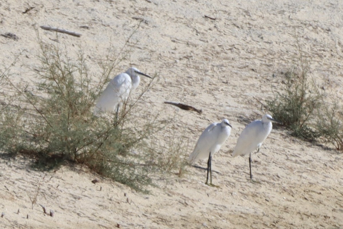 Garzetta - ML646701362