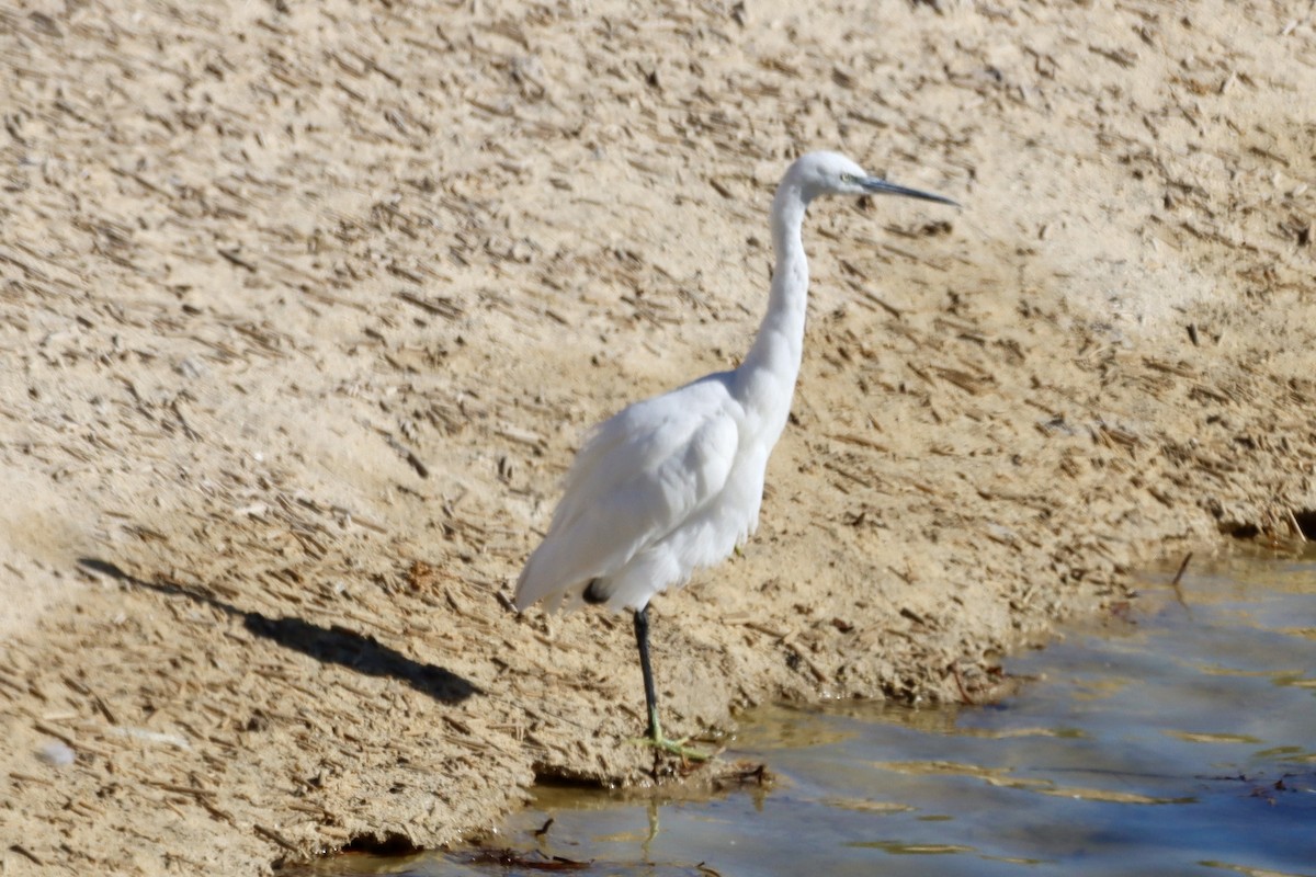 Garzetta - ML646701363