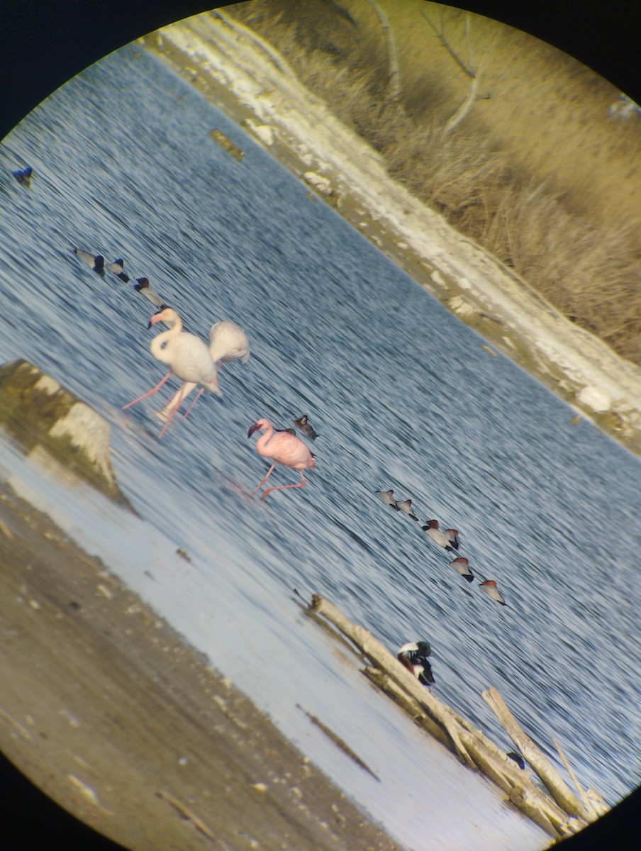 Zwergflamingo - ML646701364