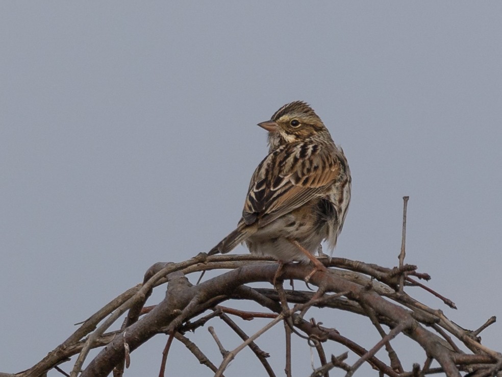 Savannah Sparrow - ML646701365