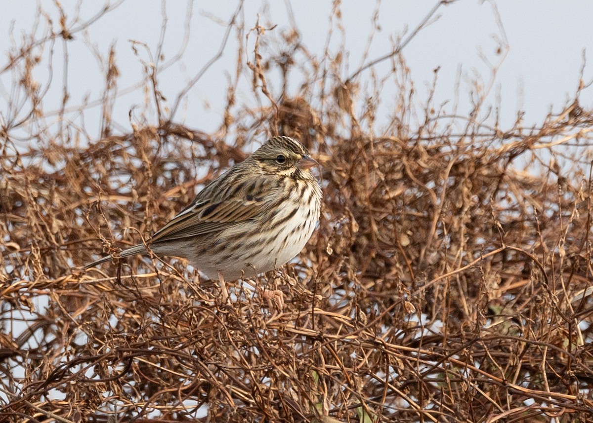 Savannah Sparrow - ML646701366