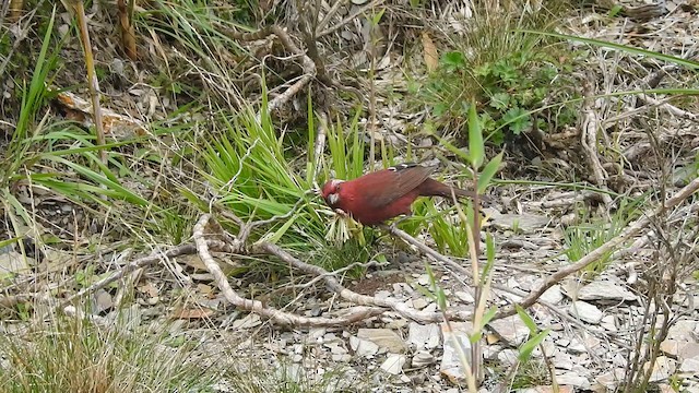 Taiwan Rosefinch - ML646701371
