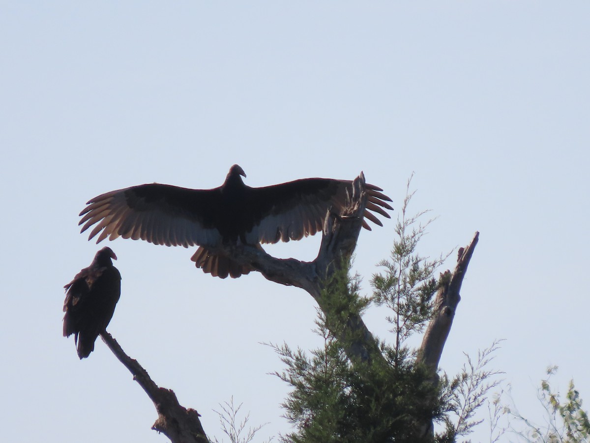 Turkey Vulture - ML646701372
