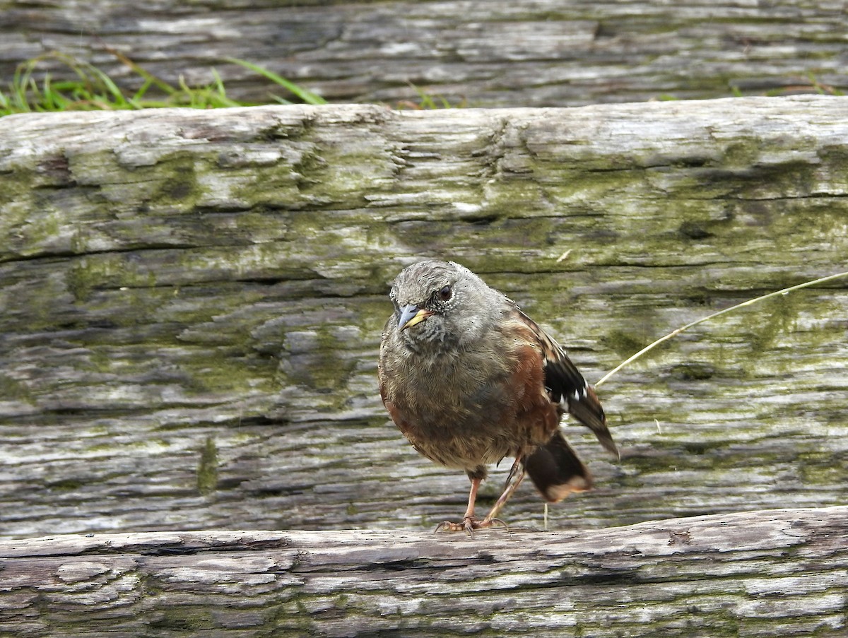 Alpenbraunelle - ML646701373