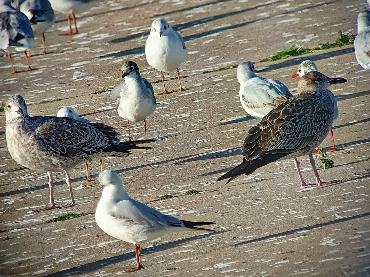 Franklin's Gull - ML646701379
