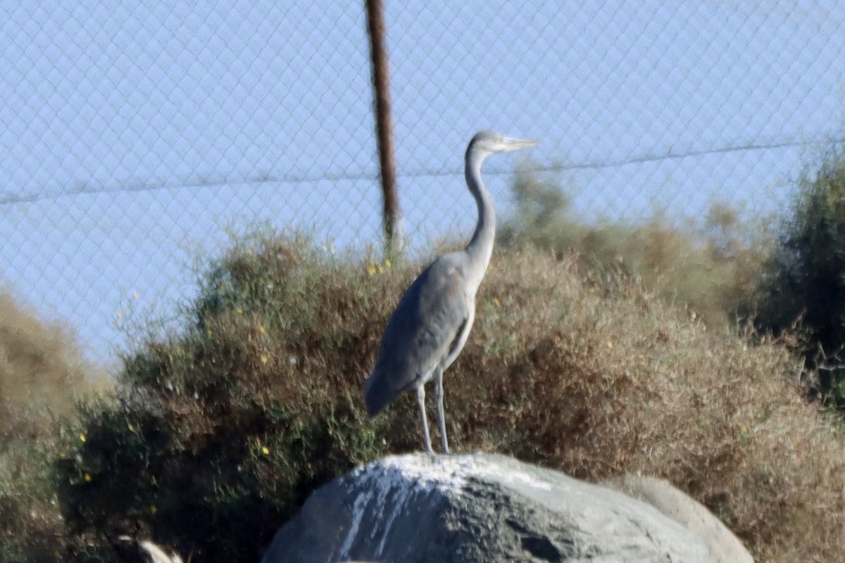 Airone cenerino - ML646701380