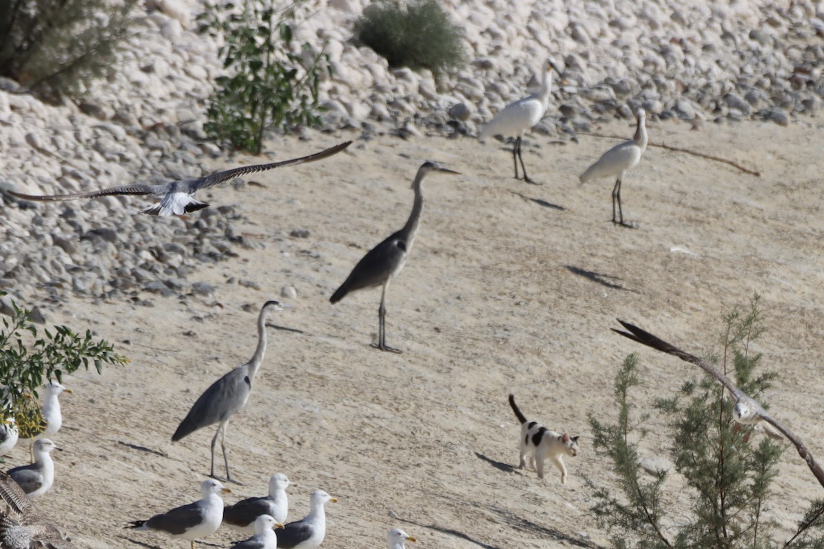 Airone cenerino - ML646701381