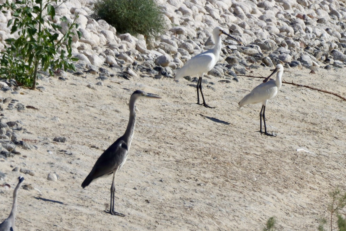 Airone cenerino - ML646701382