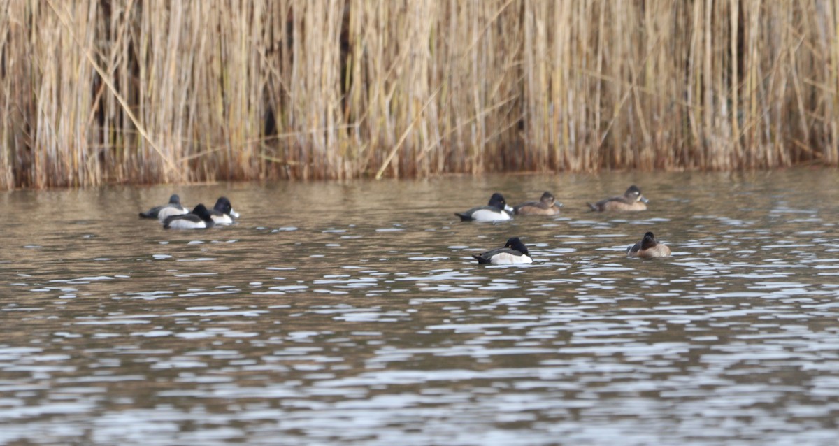 Кольчатая чернеть - ML646701392