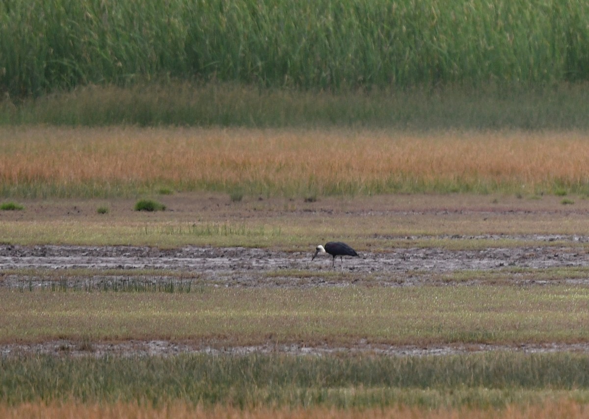 African Woolly-necked Stork - ML646701393