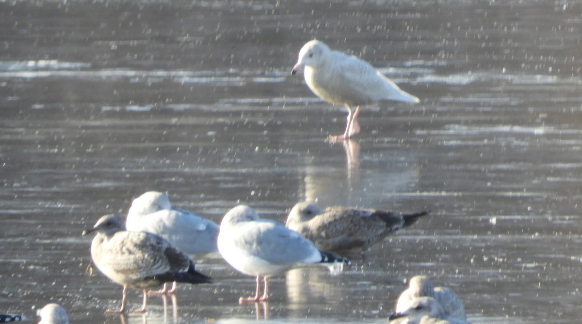 Glaucous Gull - ML646701396
