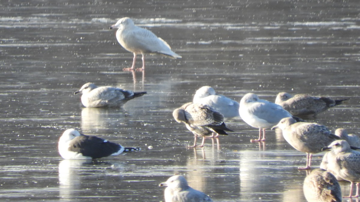 Glaucous Gull - ML646701397