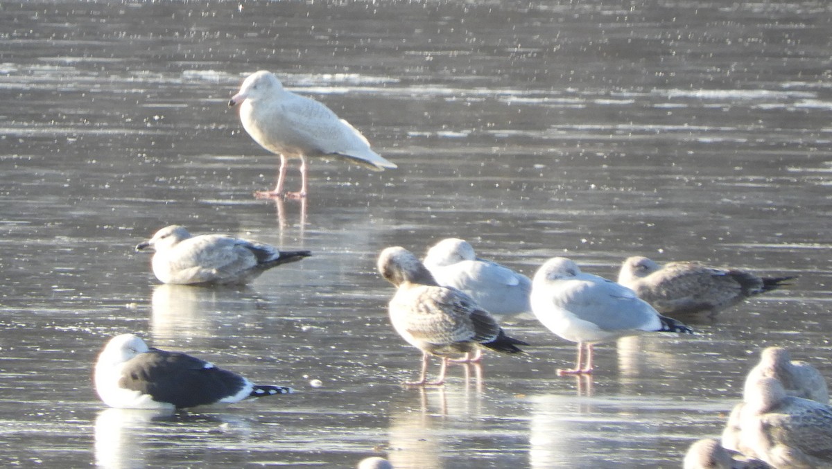 Glaucous Gull - ML646701398