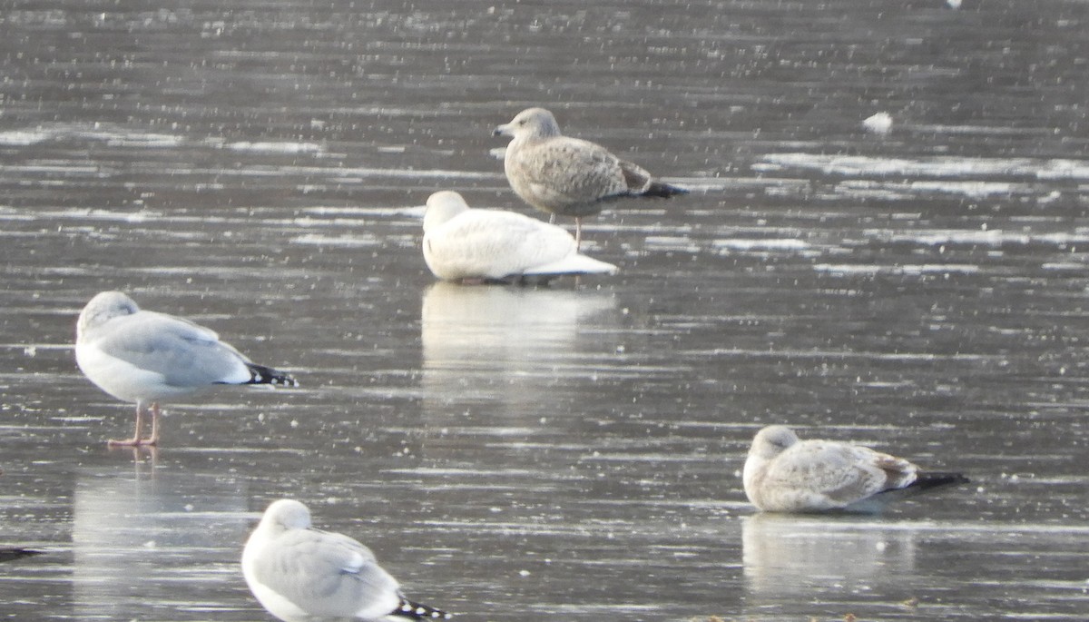 Glaucous Gull - ML646701399
