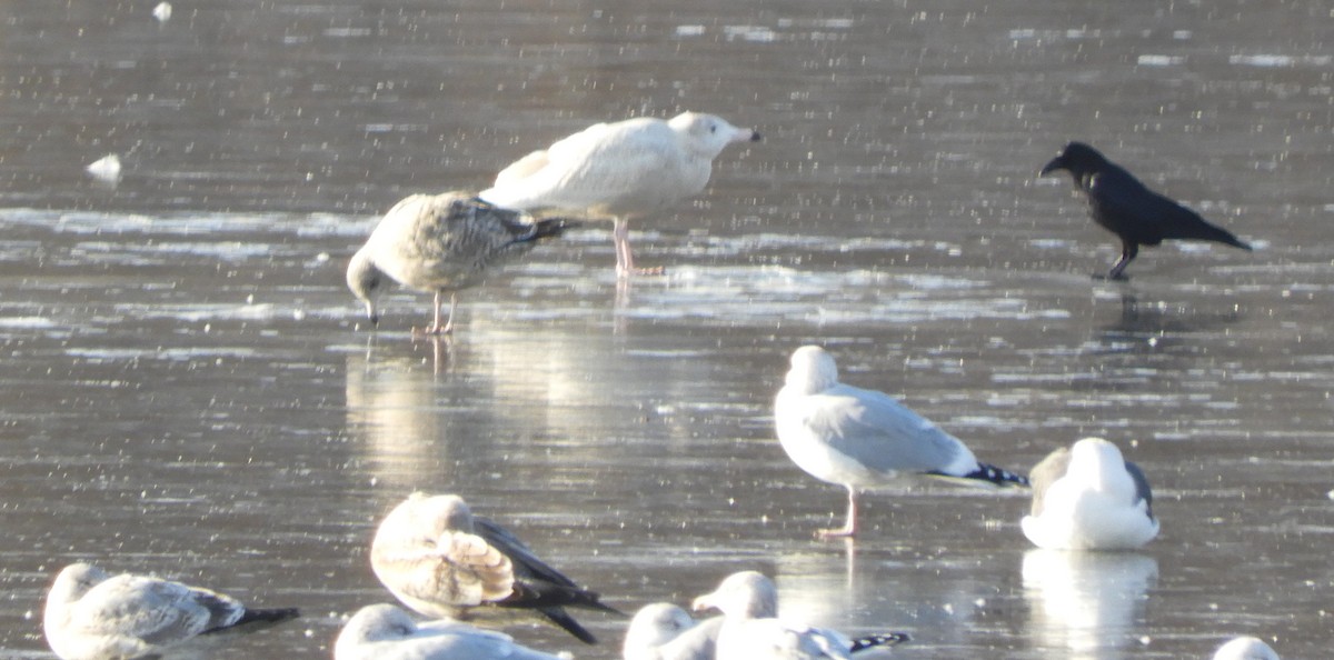 Glaucous Gull - ML646701400