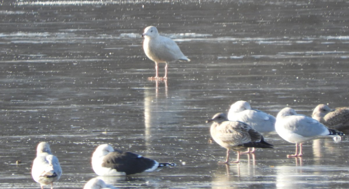 Glaucous Gull - ML646701401