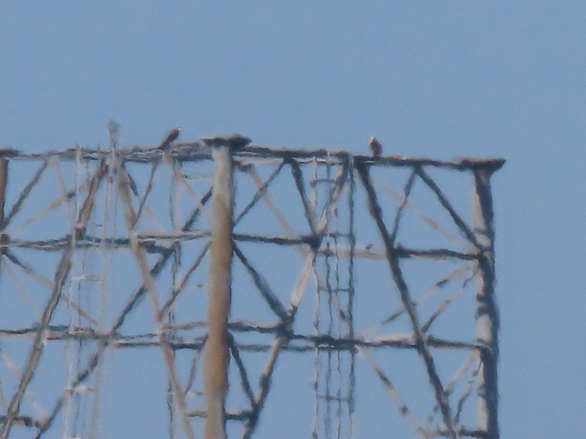 Weißkopf-Seeadler - ML646701402