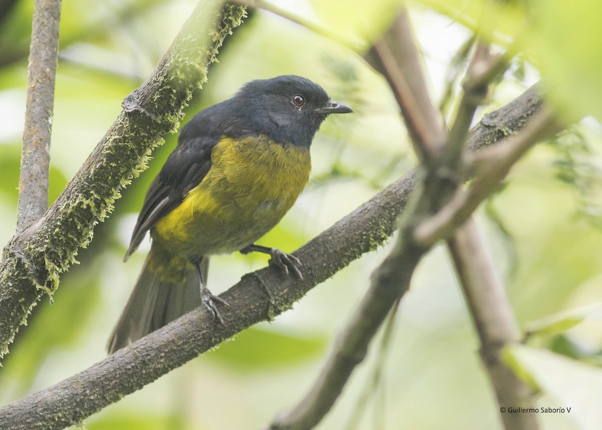 Black-and-yellow Silky-flycatcher - Guillermo  Saborío Vega