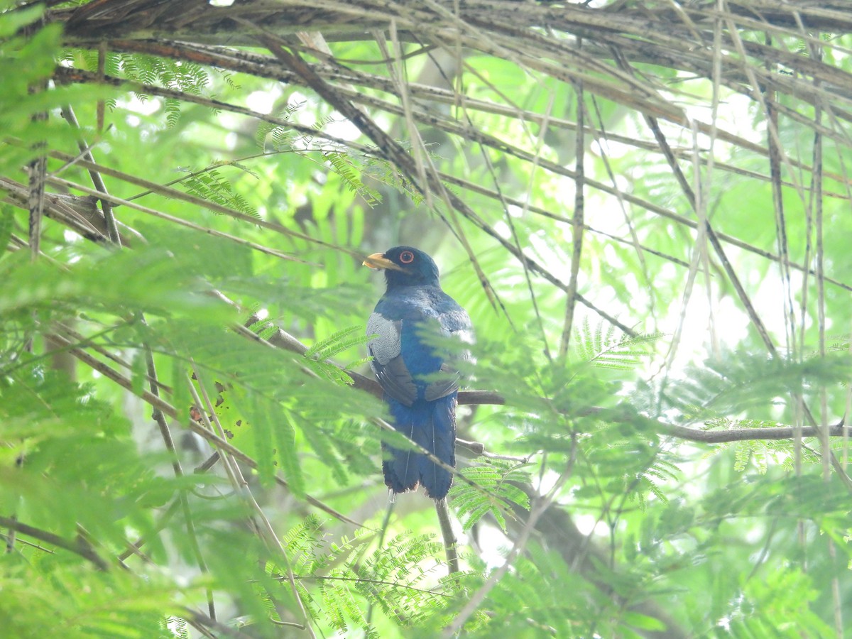 Black-tailed Trogon - ML646701412