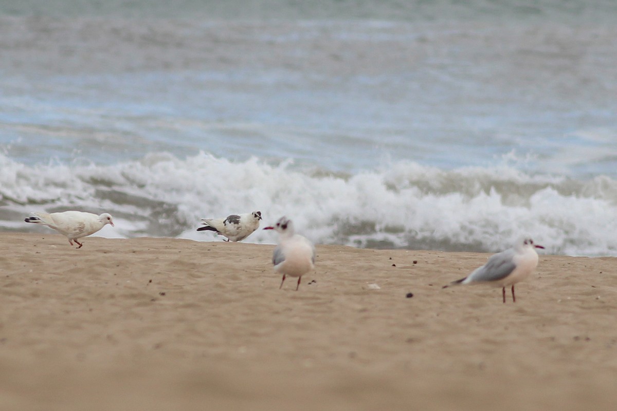 Piccione domestico - ML646701415