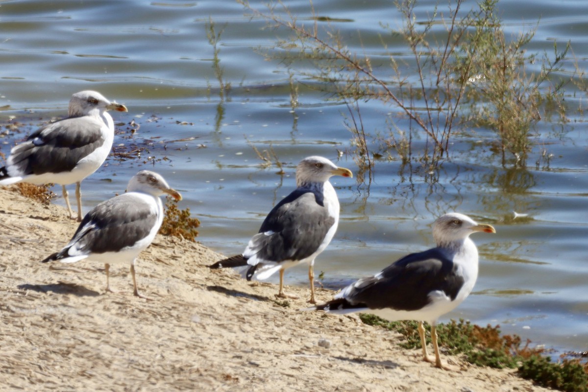 Zafferano - ML646701417