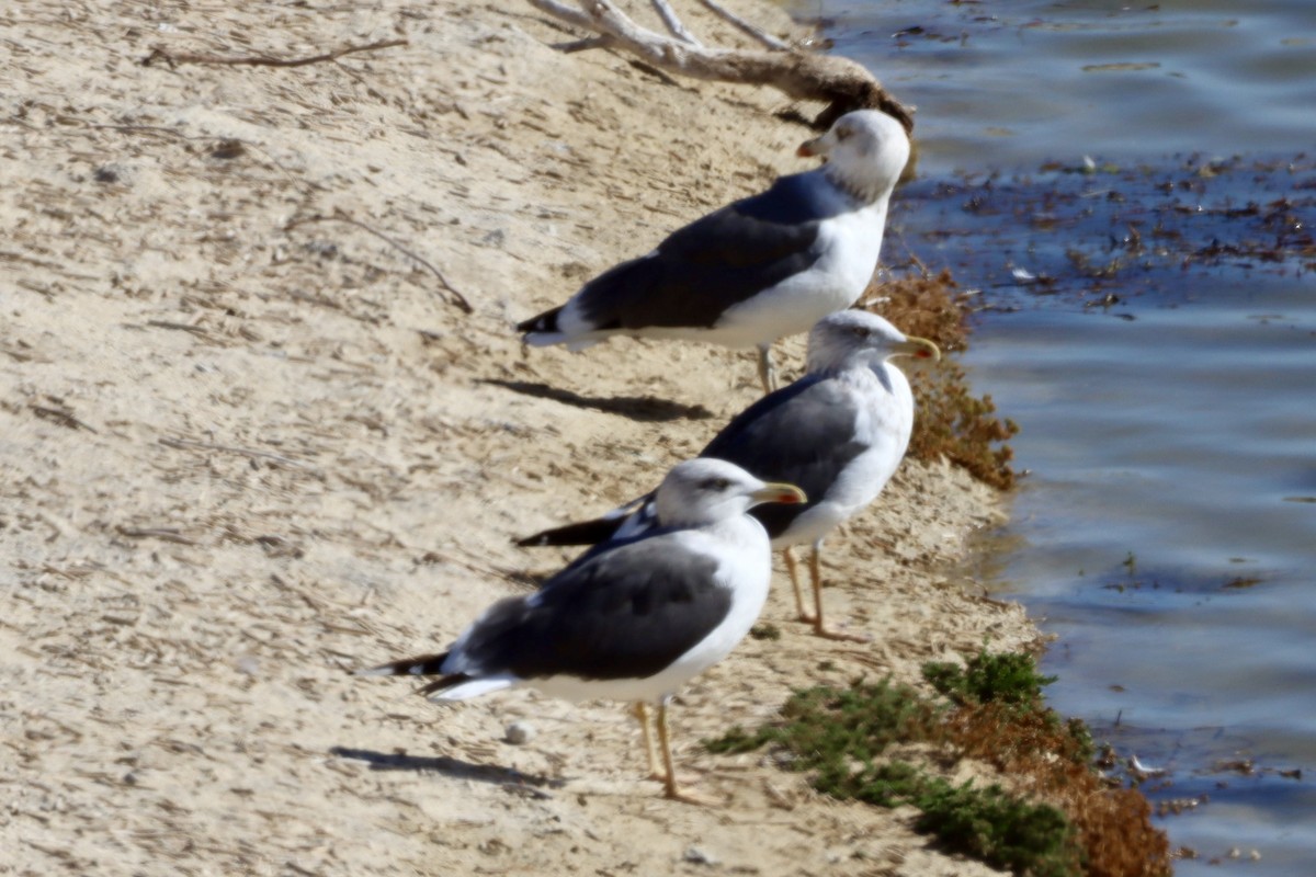 Zafferano - ML646701418