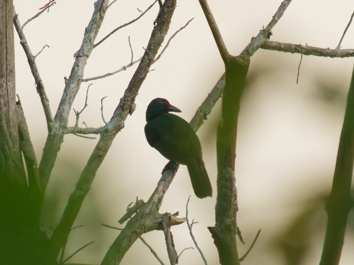 Halmahera Paradise-crow - ML646701419