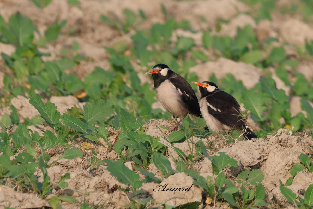 Indian Pied Starling - ML646701420