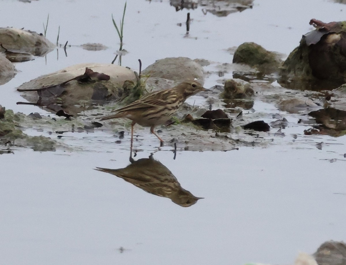 Meadow Pipit - ML646701423