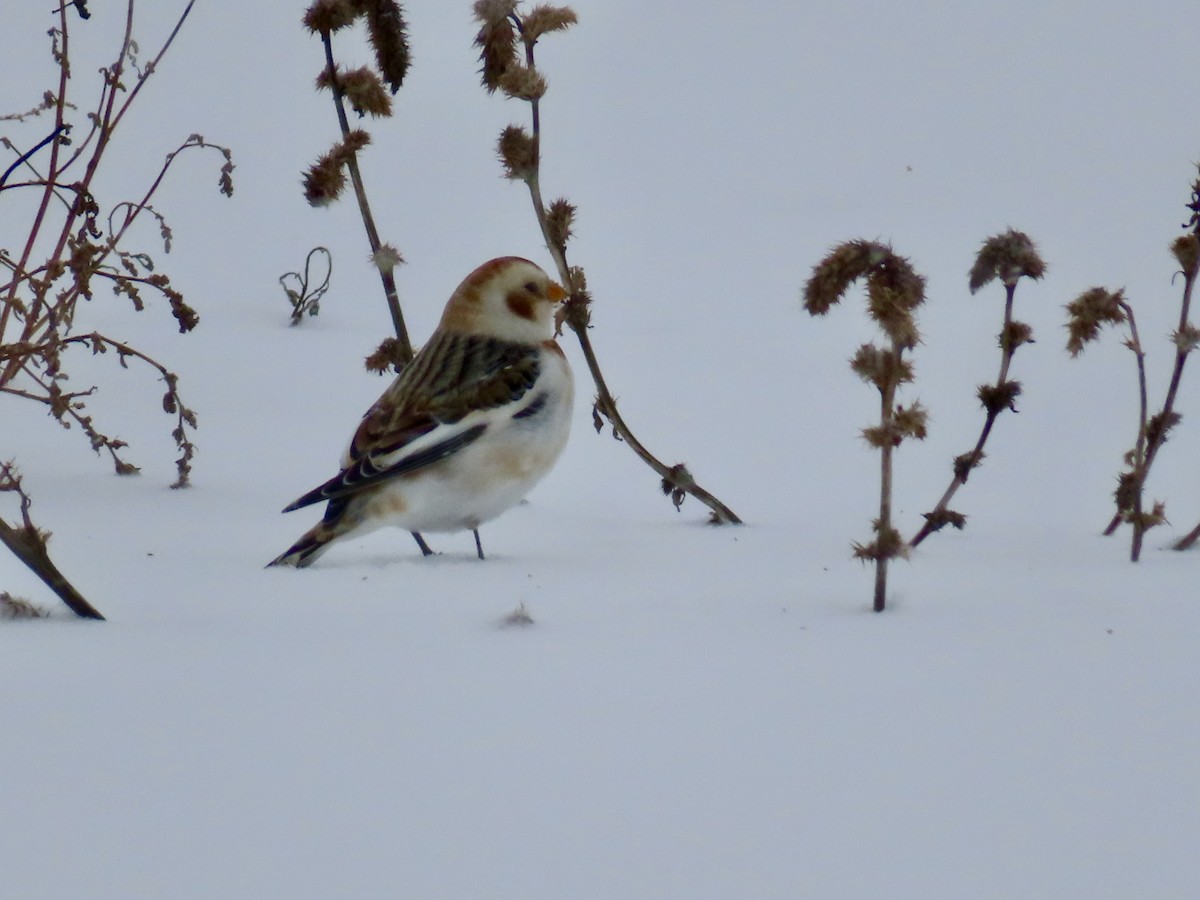 Snow Bunting - ML646701425