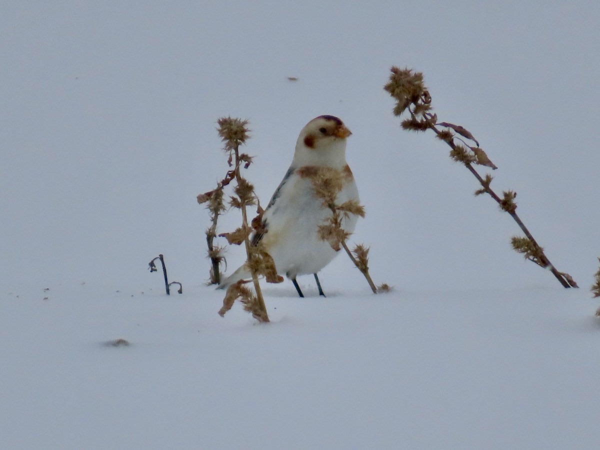 Snow Bunting - ML646701426