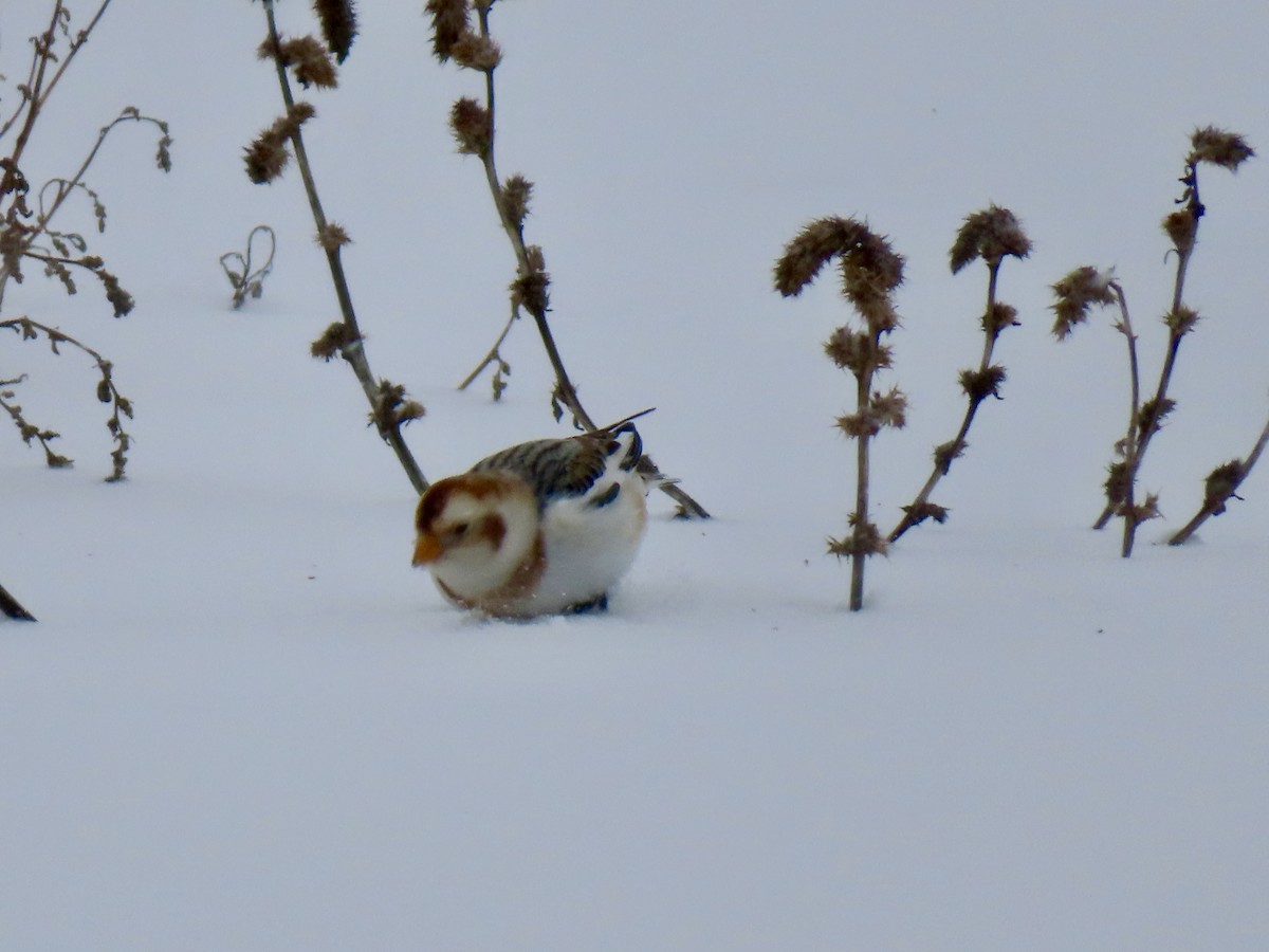 Snow Bunting - ML646701427