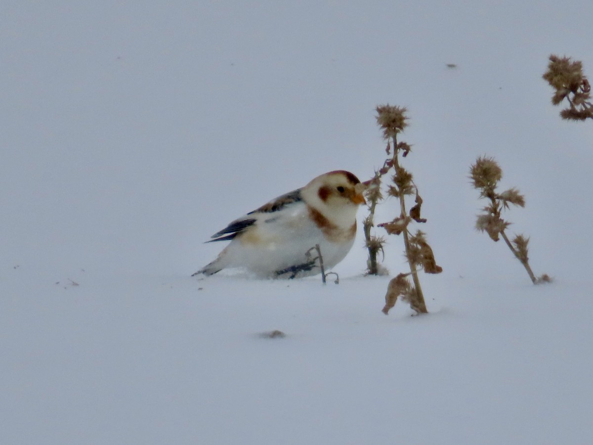 Snow Bunting - ML646701428