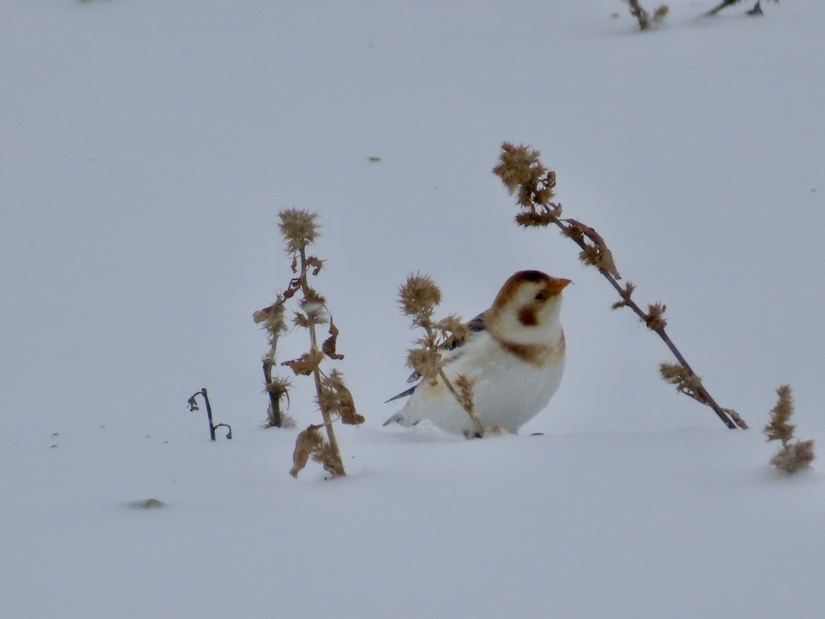 Snow Bunting - ML646701429