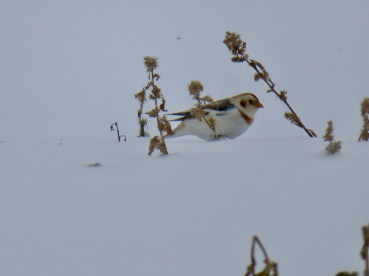Snow Bunting - ML646701430