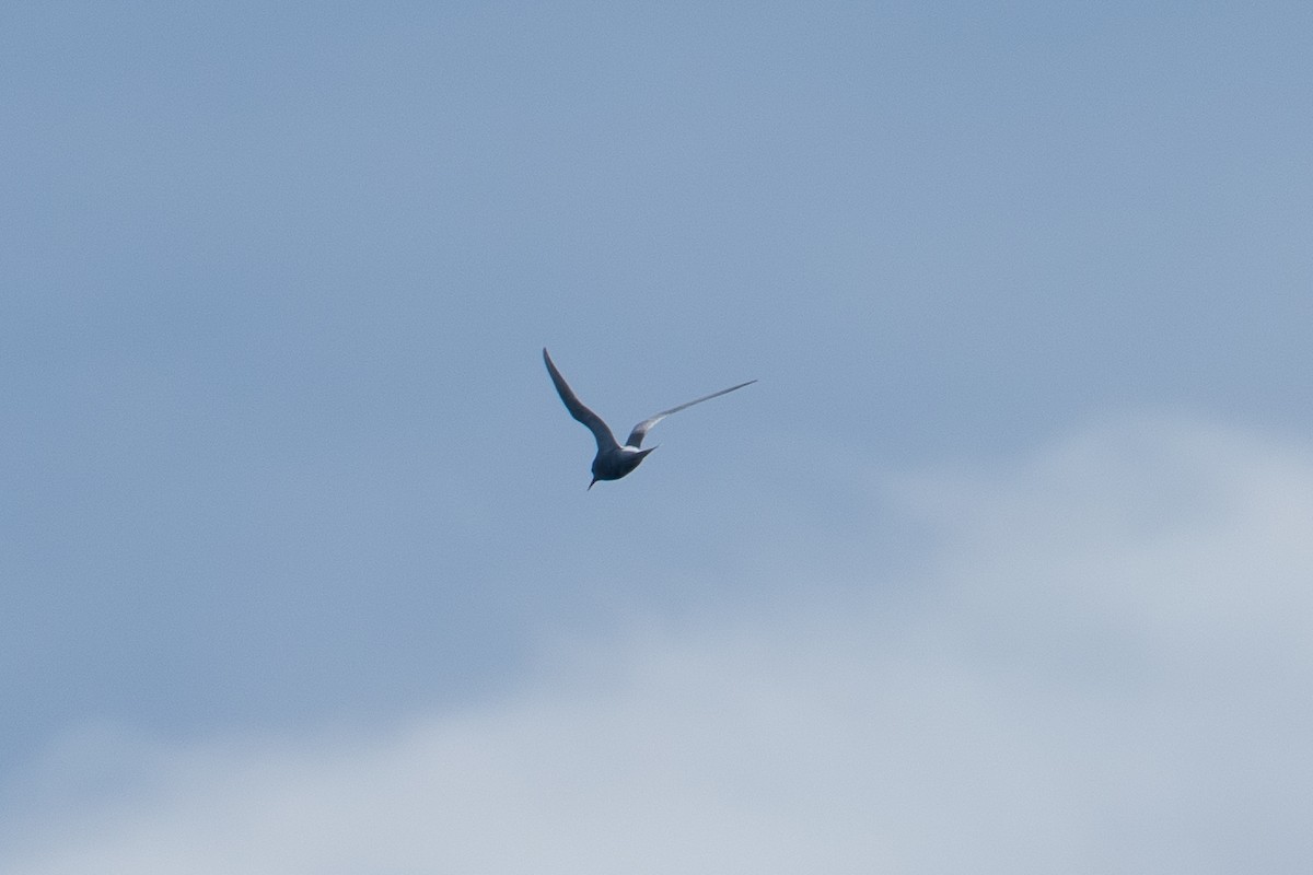 Antarctic Tern - ML646701431
