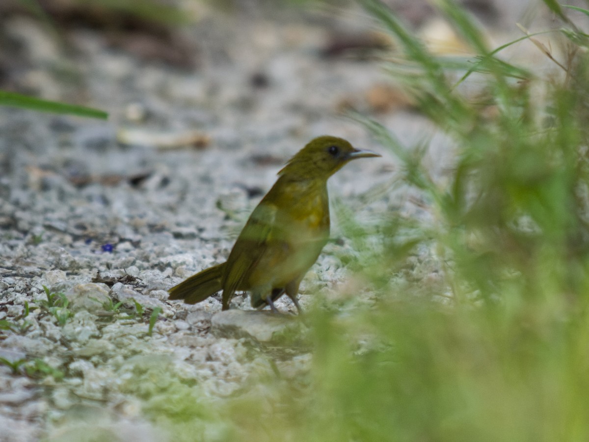 Bulbul d'Halmahera - ML646701434