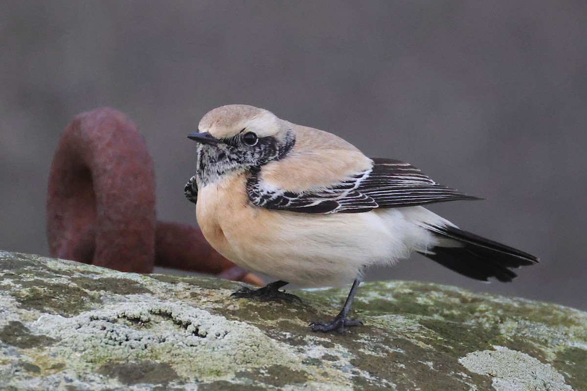 Desert Wheatear - ML646701444
