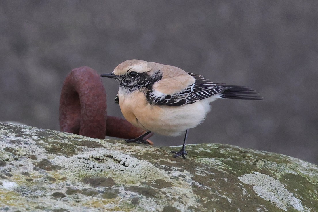 Desert Wheatear - ML646701445