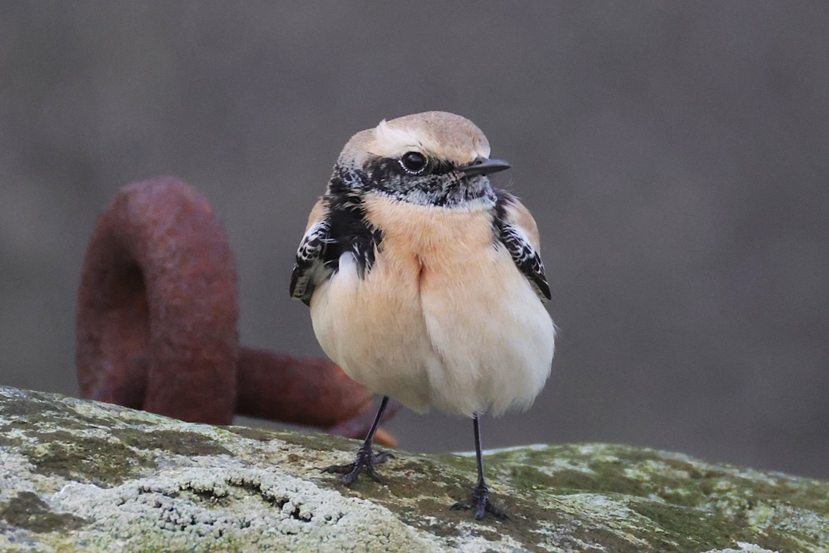 Desert Wheatear - ML646701446