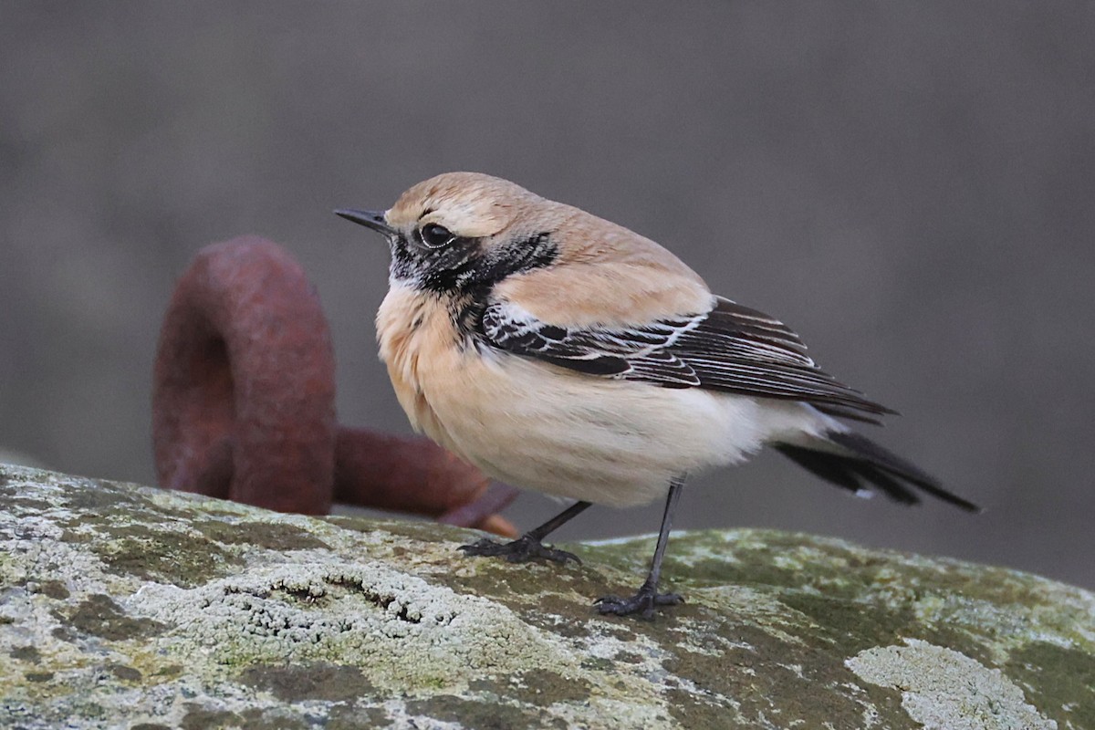 Desert Wheatear - ML646701447