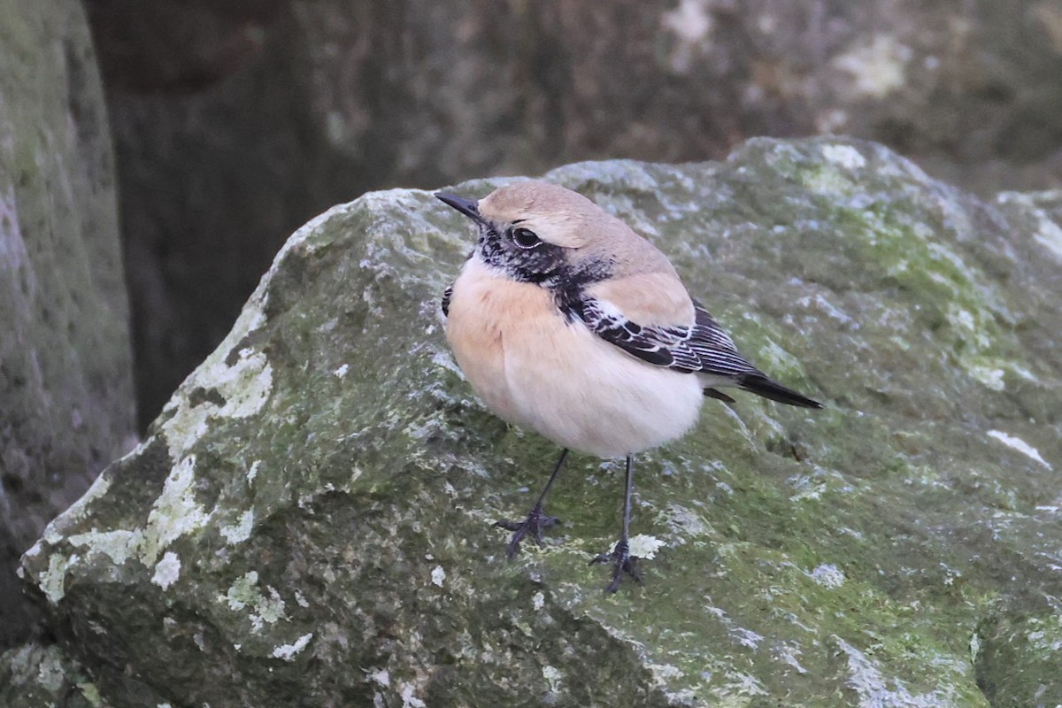 Desert Wheatear - ML646701448