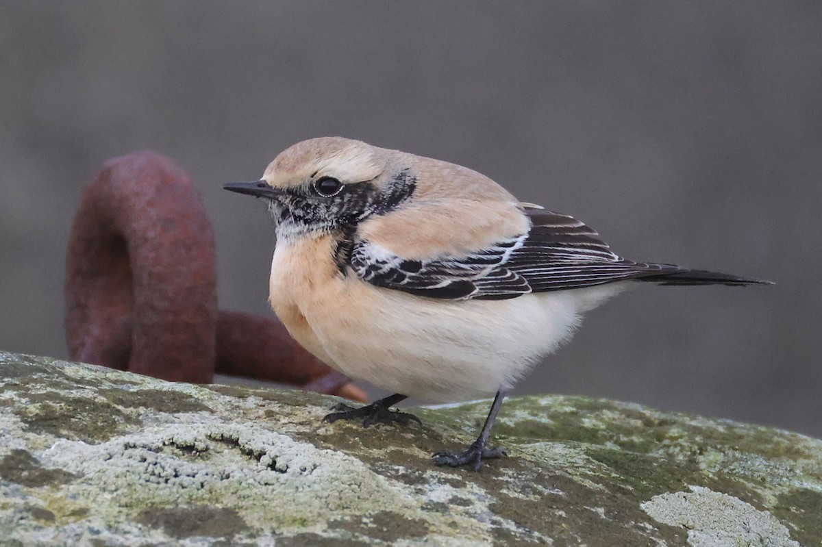 Desert Wheatear - ML646701449