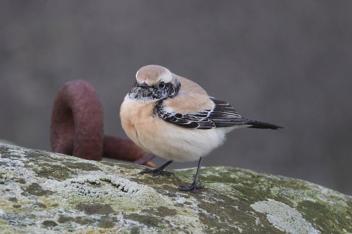 Desert Wheatear - ML646701450