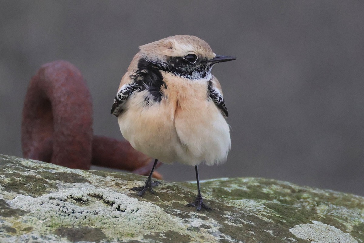 Desert Wheatear - ML646701451